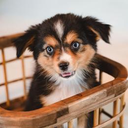 Betty lou - Black tri female Toy Australian Shepherd puppy in Fresno, California from Alpine Tails