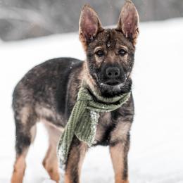 German Shepherd puppies from Vom Rindahaus Shepherds
