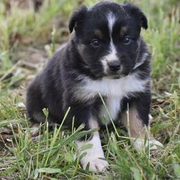 Australian Shepherd Puppies from 10-BAR-Y RANCH
