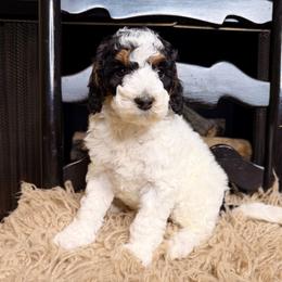 Cookie - Tri-color female Bernedoodle puppy in Tyner, Kentucky from Good Dog Doodles