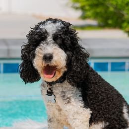 Minnie - Poodle