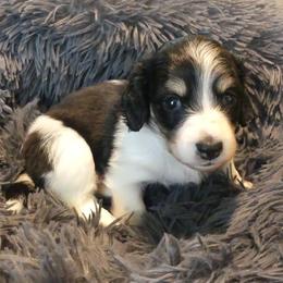 AKC Black Piebald Boy - Piebald male Dachshund puppy in Plant City, Florida from Oakley's Dachshund Ranch
