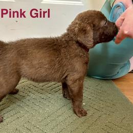 Chesapeake Bay Retriever Puppies from Marshpoint Gun Dogs
