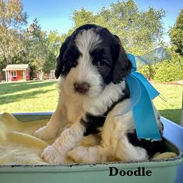 Doodle - Chocolate male Australian Labradoodle puppy in Citrus Heights, California from Elite Blend Labradoodles