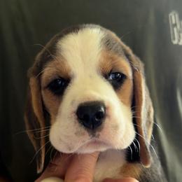 Ashley - Black tan and white female Beagle puppy in Rockwell, North Carolina from Knockhill Beagles