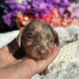 Lumi long hair- Pet ONLY - Dapple female Dachshund puppy in Lakeland, Florida from Elite Doxies Florida