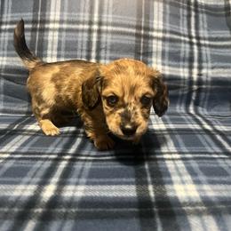 Peanut - Dapple male Dachshund puppy in West Plains, Missouri from Kountry Road Aussies and Doxies