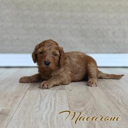 Macaroni (Green Collar) - Red  male Goldendoodle puppy in Guthrie, Oklahoma from Edmond Doodles, LLC