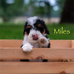Myles - Tri-color male Bernedoodle puppy in Stuart, Oklahoma from G Ridge Kennels