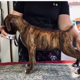 Boxer Puppies from Charron Boxers