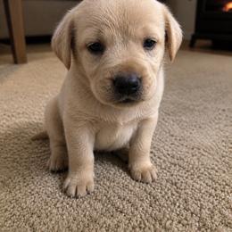 Ice - Yellow male Labrador Retriever puppy in Archer Lodge, North Carolina from Archer Lodge Labradors