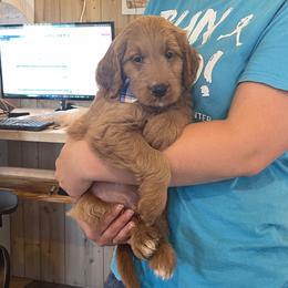 Biscuit - Apricot male Goldendoodle puppy in Sugarcreek, Ohio from True Hearted Doodles