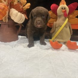 Yellow Dot - Brown male Chesapeake Bay Retriever puppy in Wisconsin Dells, Wisconsin from Kilbourn Chesapeakes