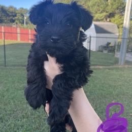 Miniature Schnauzer Puppies from BirBrie's Babies