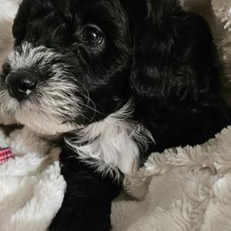 Boy 3 - Black male Whoodle puppy in O'neill, Nebraska from Willowdale Doodles