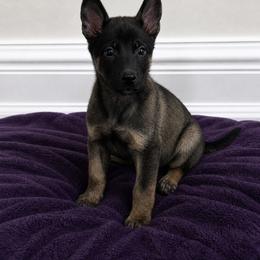 Dark coat sable male - Black sable male Belgian Malinois puppy in Columbia, South Carolina from Kaizen von Ruach Malinois