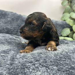 Sputnik - Tri-color male Cavapoo puppy in Northfield, New Jersey from Jersey Shore Double Doodles