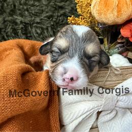 Graham - Sable male American Corgi puppy in Paxton, Illinois from McGovern Family Corgis