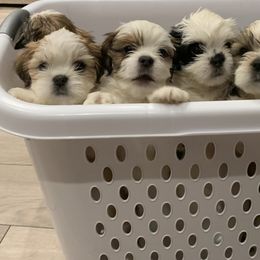 Lhasa Apso Puppies from Bella Donna Lhasa Apso's