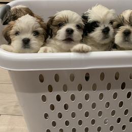 Lhasa Apso Puppies from Bella Donna Lhasa Apso's