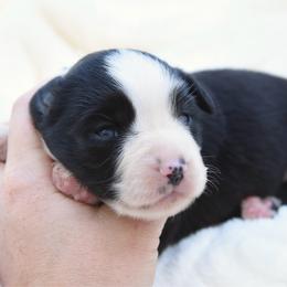 Delta - Black & white female Miniature Australian Shepherd puppy in Chickasha, Oklahoma from Rustic Lace