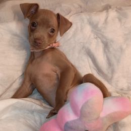 Keep Female Female 2 - Fawn and rust female Miniature Pinscher puppy in Cincinnati, Ohio from ALL AMERICAN K9 LLC