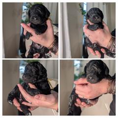 Yellow (Phantom, coloring still coming in) - Silver male Whoodle puppy in Kalispell, Montana from Countryman Whoodles