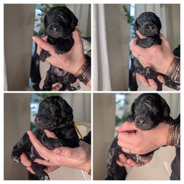 Yellow (Phantom, coloring still coming in) - Silver male Whoodle puppy in Kalispell, Montana from Countryman Whoodles