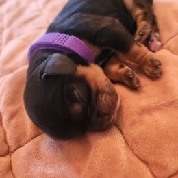 Purple collar girl - Black and tan female Cavalier King Charles Spaniel puppy in Medford, Oregon from Country Chic Cavaliers