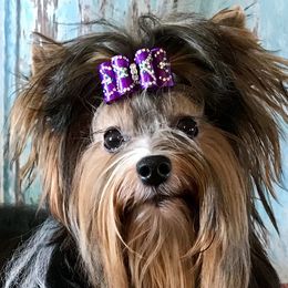 Gucci - Biewer Terrier