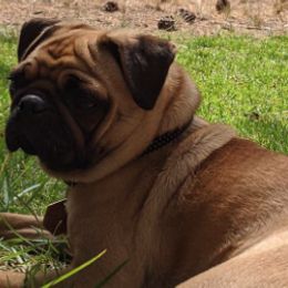 Pugs from Waylack Kennels