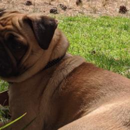 Pugs from Waylack Kennels