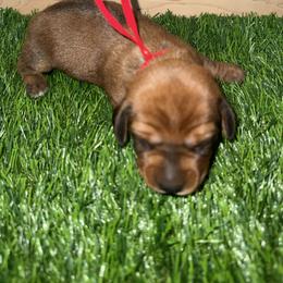 Boy 1 - Red male Dachshund puppy in Apopka, Florida from The HotDog Stand