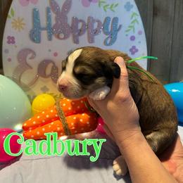 Cadbury - Sable male Bernedoodle puppy in St. James, Missouri from Backwoods Bernedoodles