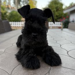 Mr Black - Black male Miniature Schnauzer puppy in Wildomar, California from My Angel Schnauzers