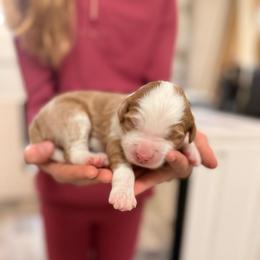 Redbud - Red male Bernedoodle puppy in Irmo, South Carolina from Palmetto Bernedoodles Boutique