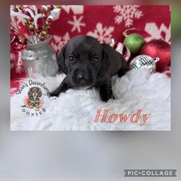 Howdy - Chocolate male Dachshund puppy in Hockley, Texas from Shans Down Home Doxies