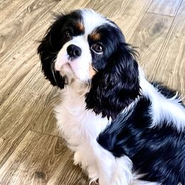 Maizie - Cavalier King Charles Spaniel