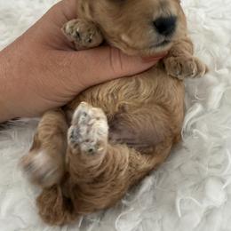 Buzz ( akc) - Red  male Poodle puppy in Fredericktown, Missouri from Doodle Pups Fur-Ever