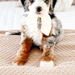 Bernedoodle Puppies from Jordan Family Doodles