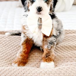 Bernedoodle Puppies from Jordan Family Doodles