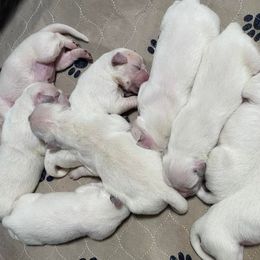 Golden Retrievers from Secret Garden Goldens