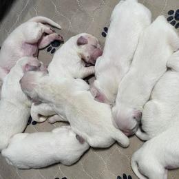Golden Retrievers from Secret Garden Goldens