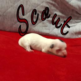 Coton de Tulear Puppies from Marilyn Edwards