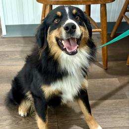 Ace - Miniature Australian Shepherd