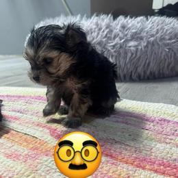 Happy blue color - Black & tan tri-color male Morkie puppy in Taylorsville, North Carolina from Mountain Top Hot Tailz