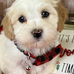 Nashville - White male Havanese puppy in Clermont, Florida from Country Sweet Havanese and Creative Coaching