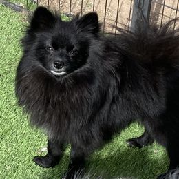 Panda - Pomeranian