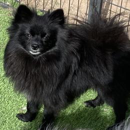 Panda - Pomeranian