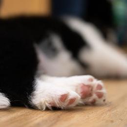 Border Collie Puppies from Hazelwood Border Collies